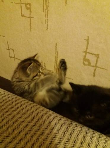 шотландские котята страйт