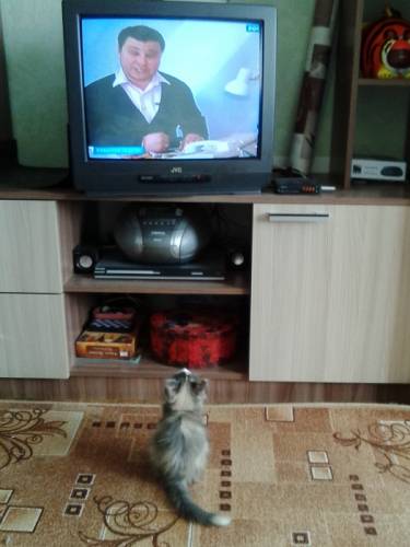 Отдам в добрые руки кошечку