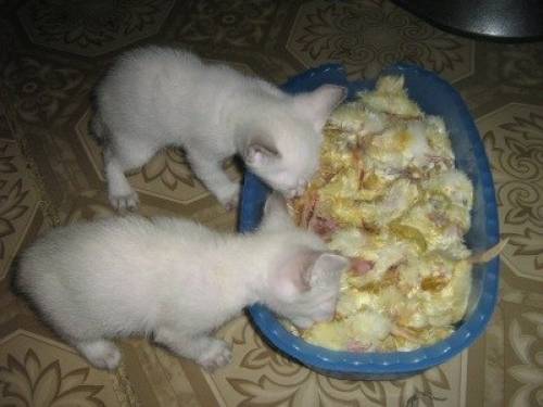 Мясо. Суточные цыплята на корм. 