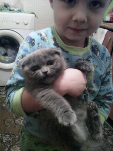 СРОЧНО!!!продаю котенка британец