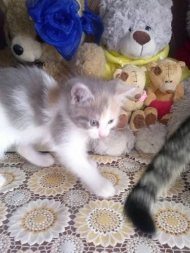 Отдам котят в добрые руки