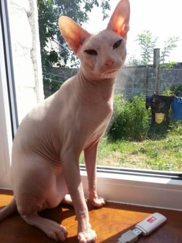 Котик на вязку