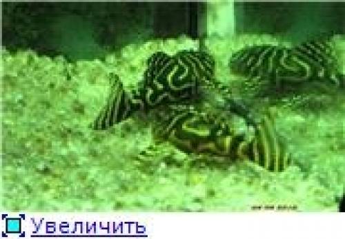 Л СОМЫ 201 340 183..............
