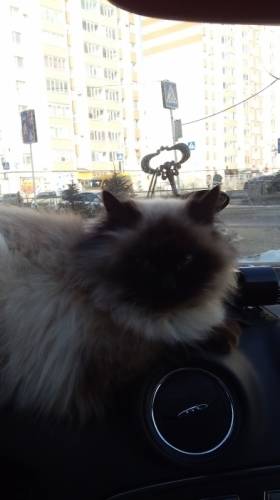 Кот Невский маскарадный