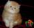 персидские 2 котика и кошечка
