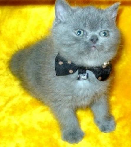 экзотический котик  Маэстро