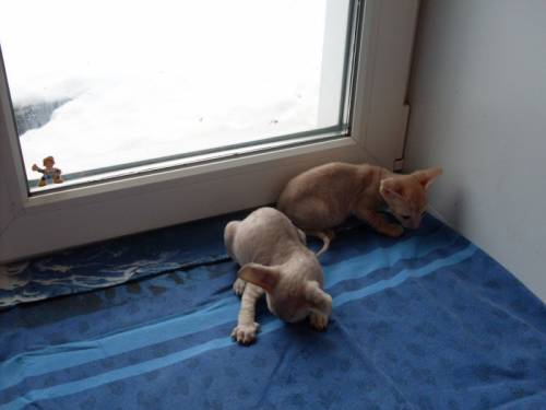 Продаются котята корнишь-рекс