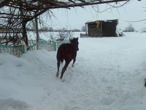 Жеребчик Красавчик Срочно 