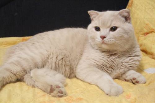 Молодой красивый котик