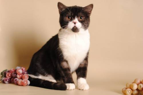 Шотландский котик. 7 месяцев. Продажа.