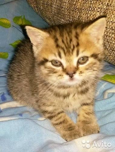 Британские котята тигрового окраса.