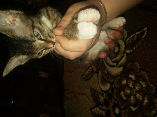 отдам котенка в добрые руки