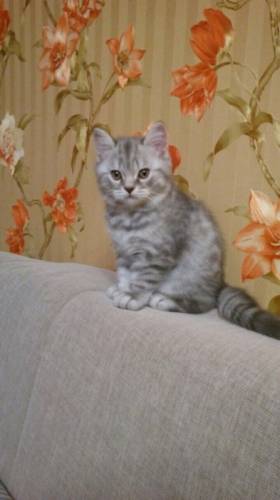 Продаётся котик шотландец