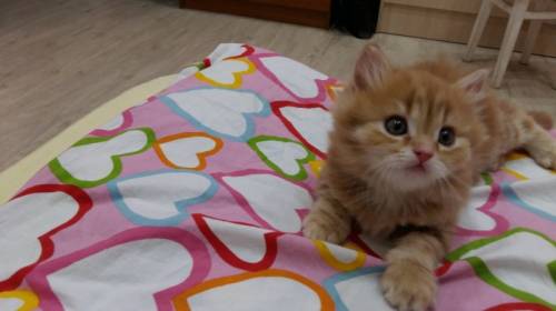 Продам шотландских котят