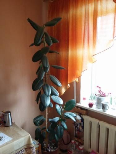 Продается Фикус хороший