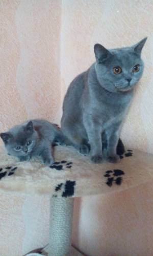 Котенок британской породы