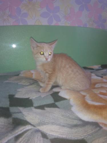 красивый добрый котенок