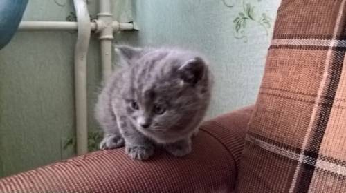Продам британских котят.
