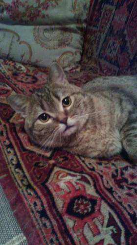 милый Британский кот