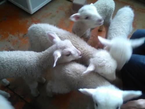 Продажа баранов, ярок и ягнят