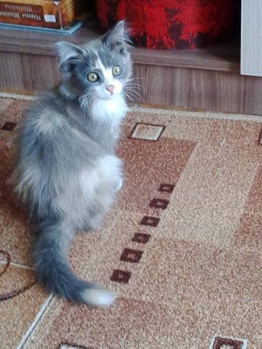 МАЛЕНЬКАЯ  КОШЕЧКА  ИЩЕТ  ХОЗЯИНА