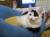 Котята 4 месяца коты