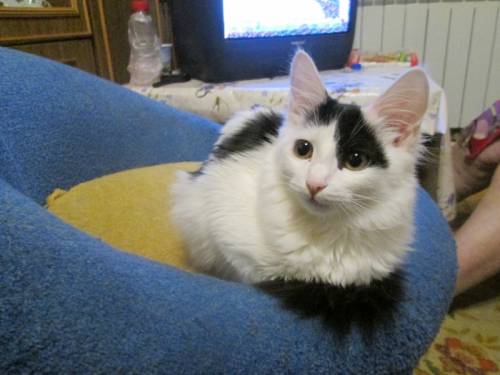 Котята 4 месяца коты