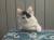Котята 4 месяца коты