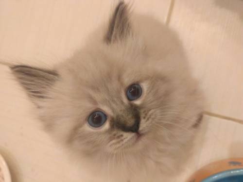Невские маскарадные котята