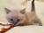 Невские маскарадные котята