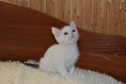 Отдам в добрые руки милого котёнка!