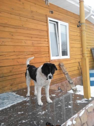 Отдам бесплатно собаку