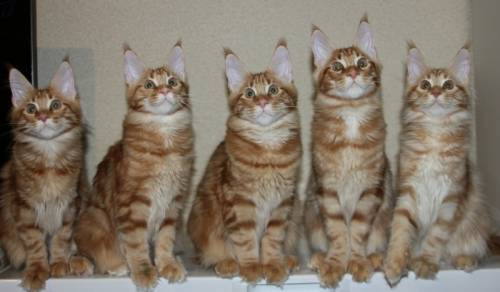 Котята Мейн Кун