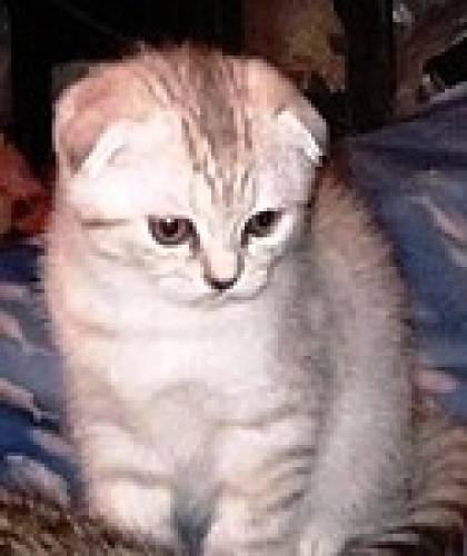 Племенные лиловые вискас котята