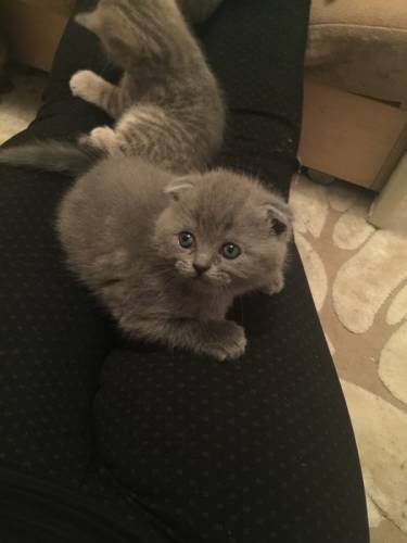 Котятки ищут новых хозяев