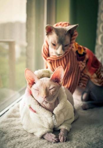 Котята велюрового сфинкса. ..