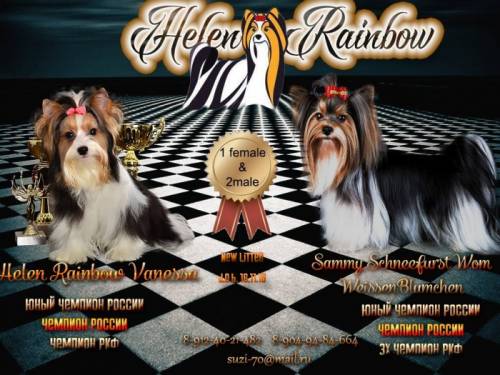 БИВЕР йорк яркая девочка мини мини на Продажу!