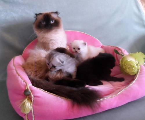Шотландские котята редких и красивых  окрасов