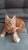 котята породы Мейн-кун