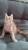 котята породы Мейн-кун