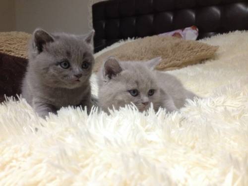 Продаю Британских котят