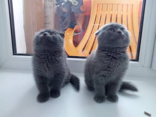  шотландские вислоухие мальчики 