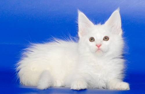 Котята мейн-кун из питомника