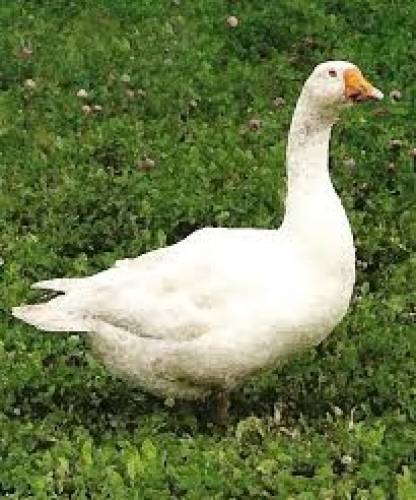 Продам или  обменяю