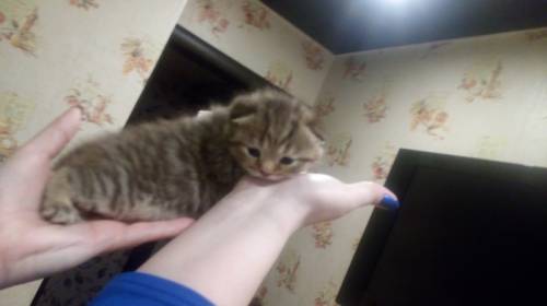 Продам Шотландских котят