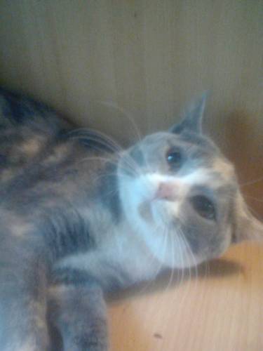 Кошечка  трехцветная