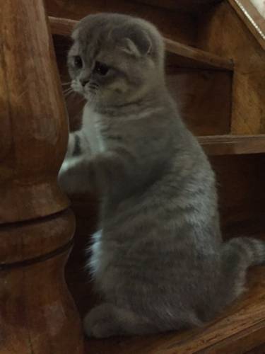 Продаются котята скоттиш страйт и скоттиш фолд метисы.