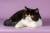 Котенок породы экзотическая короткошерстная.