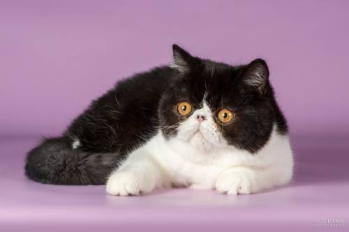 Котенок породы экзотическая короткошерстная.