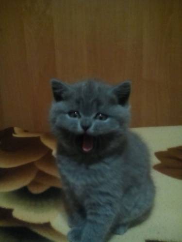 Чистопородные котята шотландцы